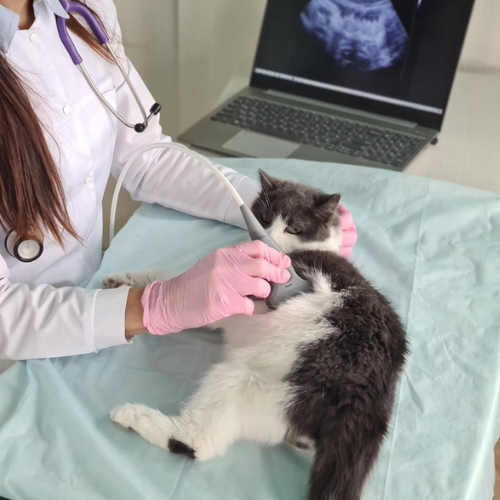 a person holding an ultrasound device to a cat