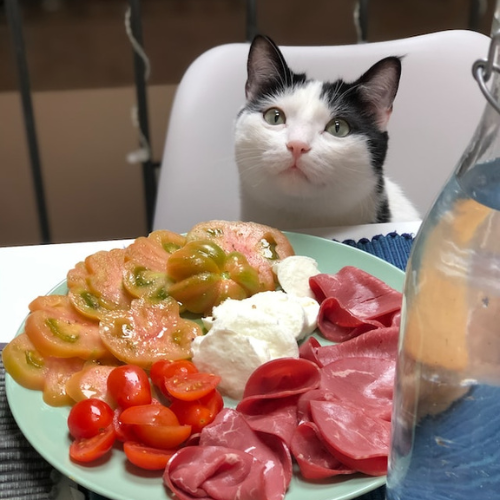 a cat sitting in a chair with a plate of food