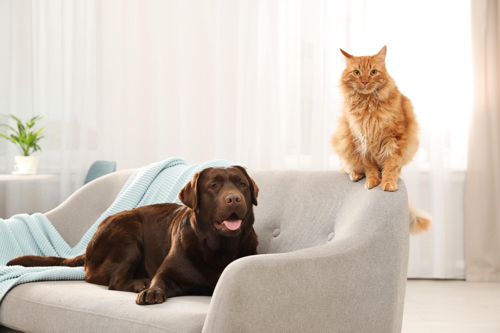 a cat sitting on a couch next to a dog<br />
