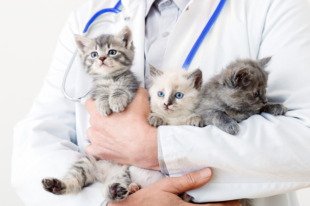 a person holding kittens in their arms