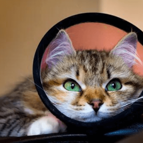 a cat with a cone around its head