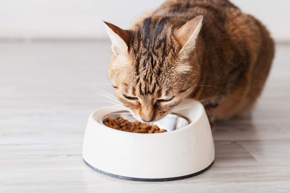 a cat eating from a bowl