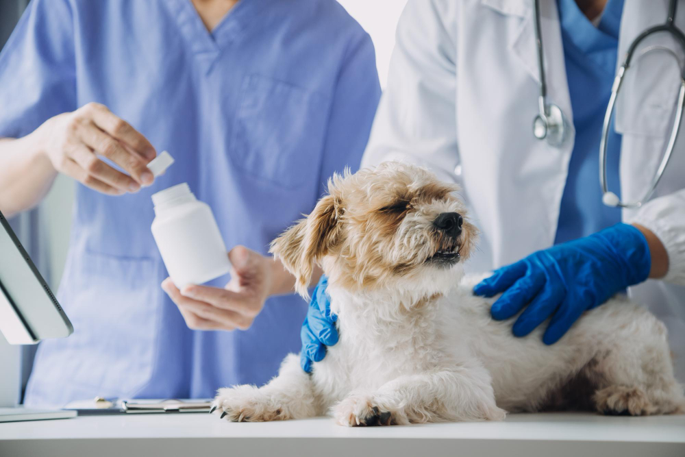 a dog being given medicine