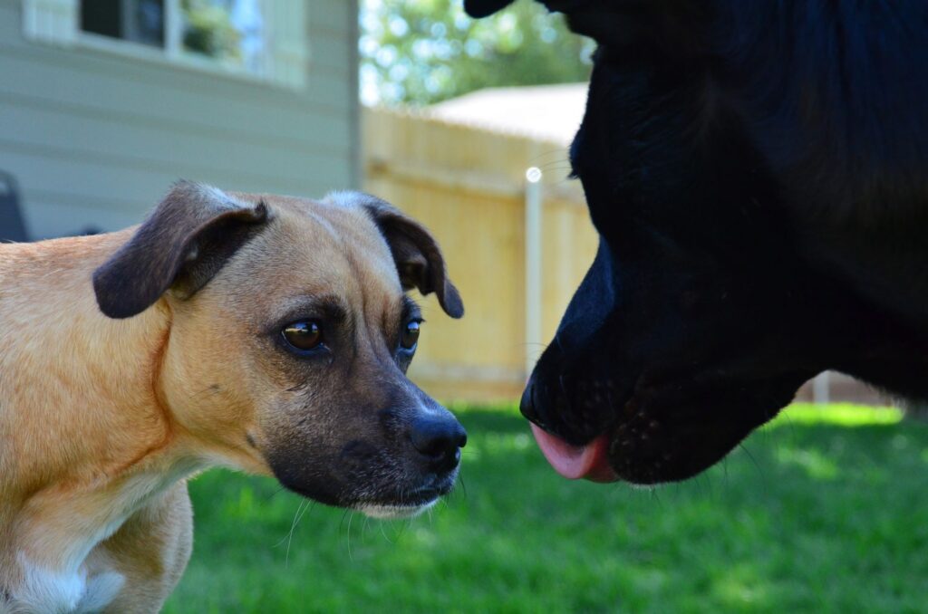 Charming interaction between two dogs in a sunny backyard setting.