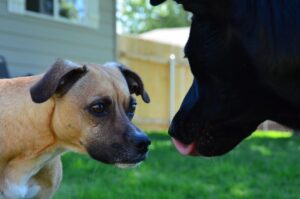 Charming interaction between two dogs in a sunny backyard setting.
