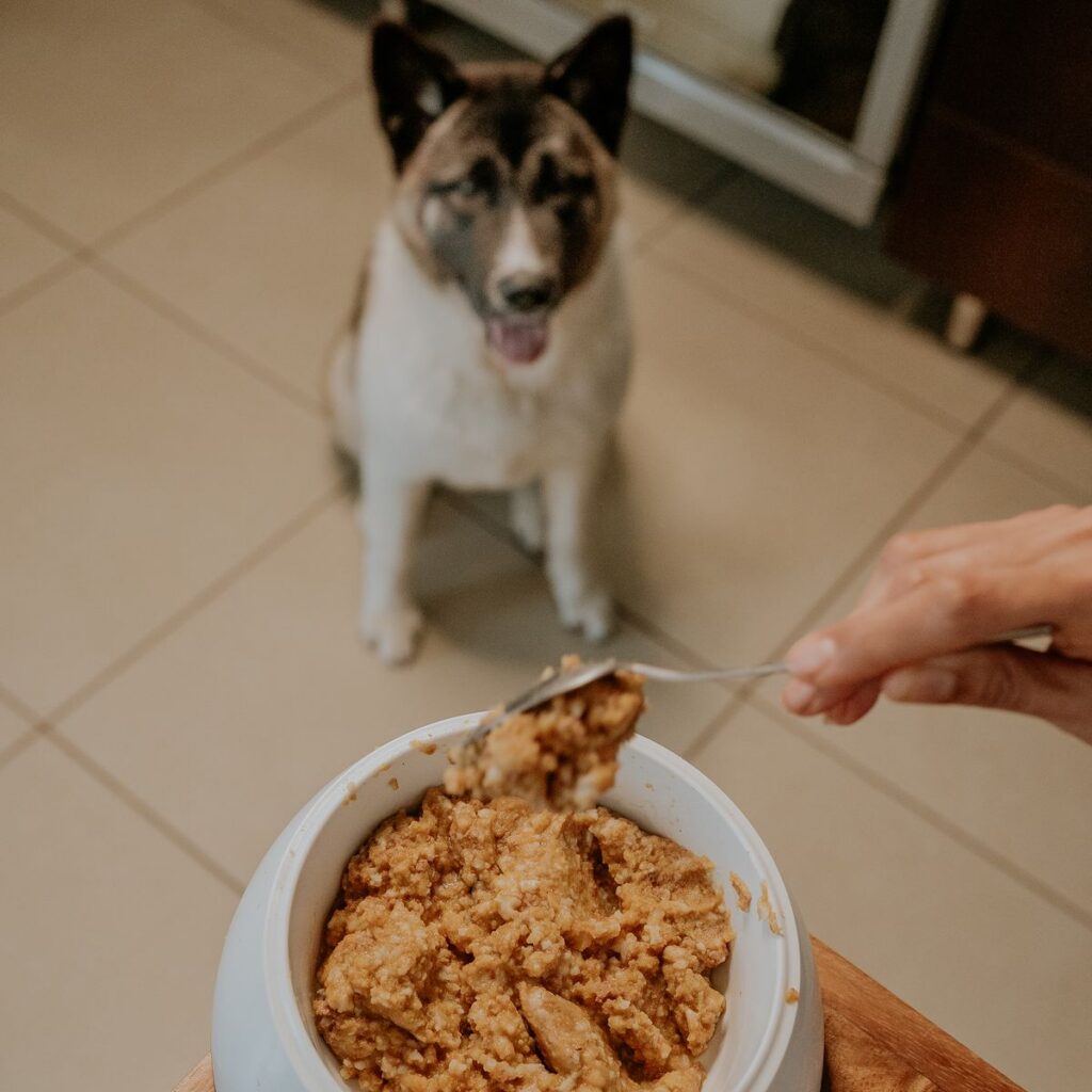 Dog waiting for a freshly prepared meal at home