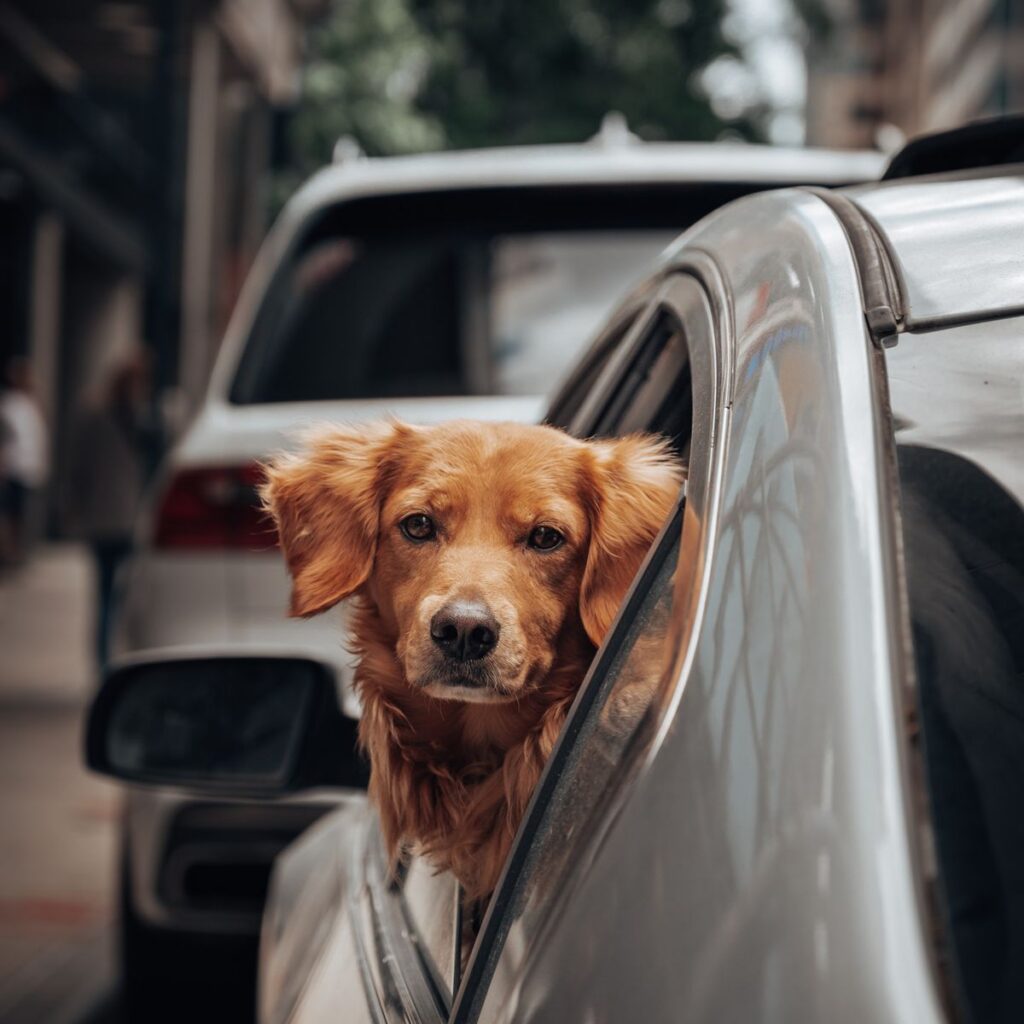 Golden Retriever looking out of a car window