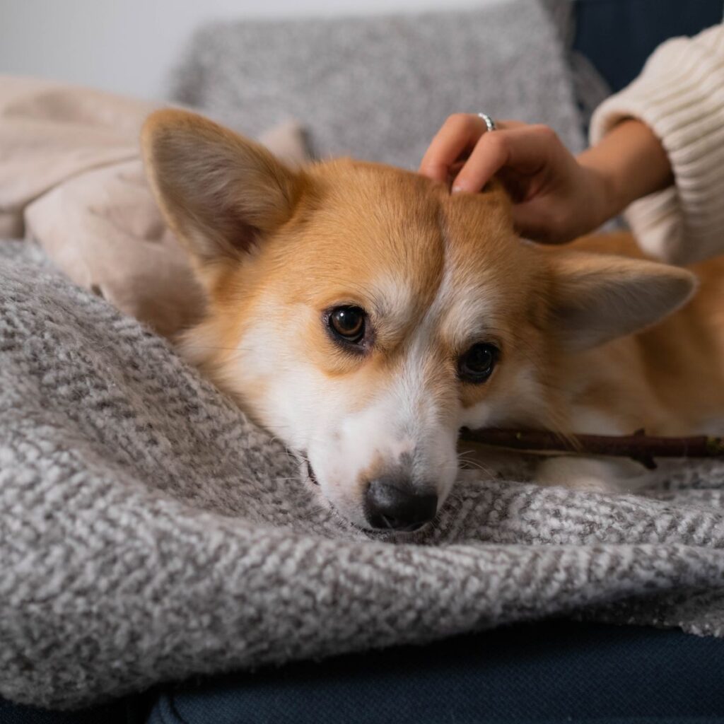 Owner gently stroking a Corgi resting on a blanket at home
