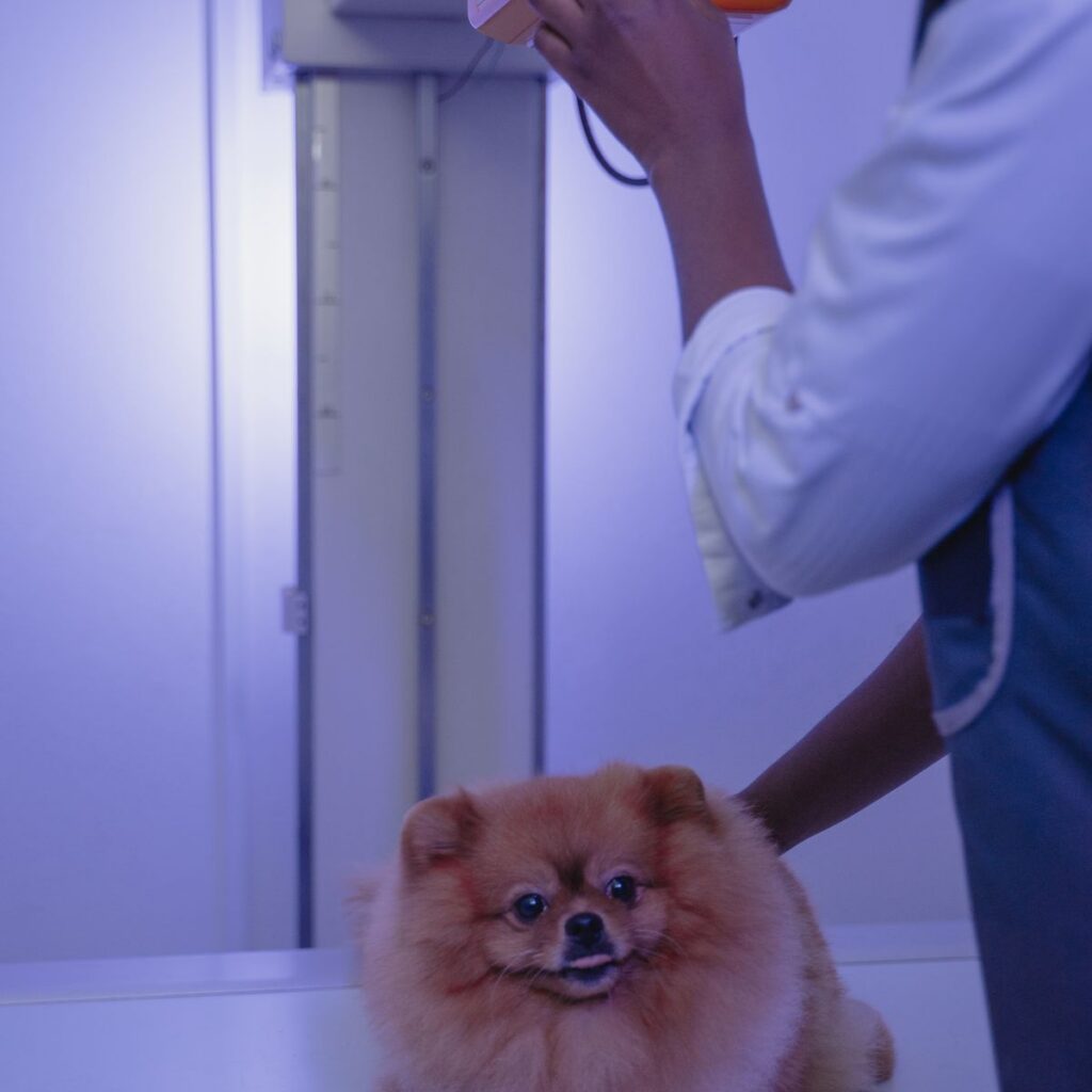 Pomeranian dog positioned for a digital X-ray