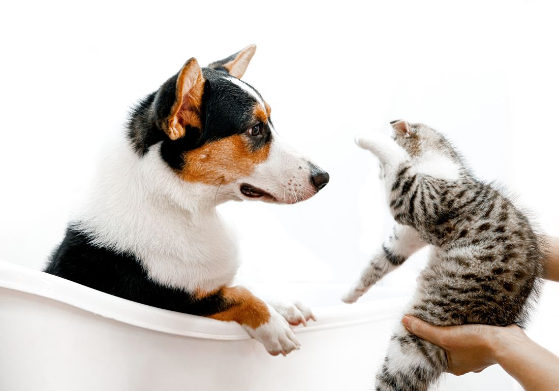 Puppy and kitten playing together