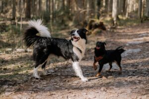 Two happy dogs playing on a forest path during a sunny day.