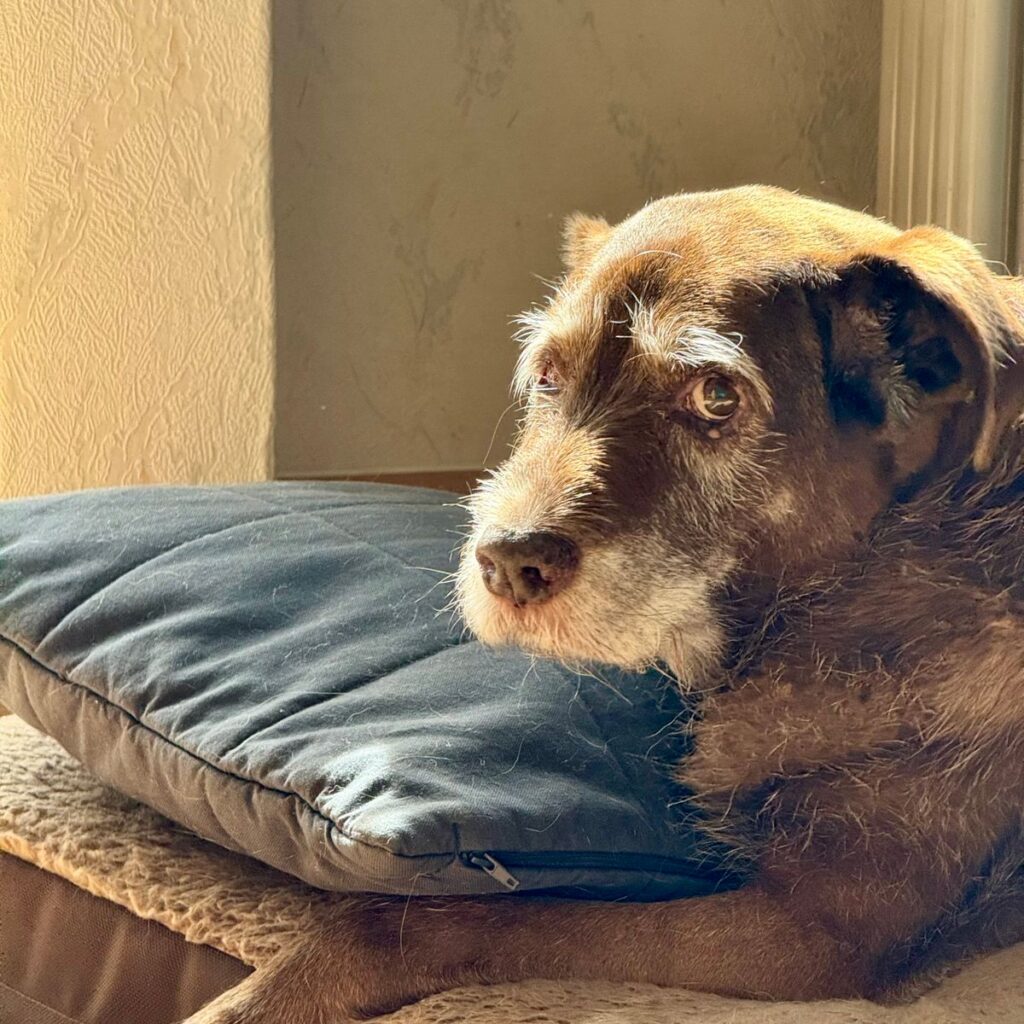Senior dog resting peacefully on a cushion in warm sunlight