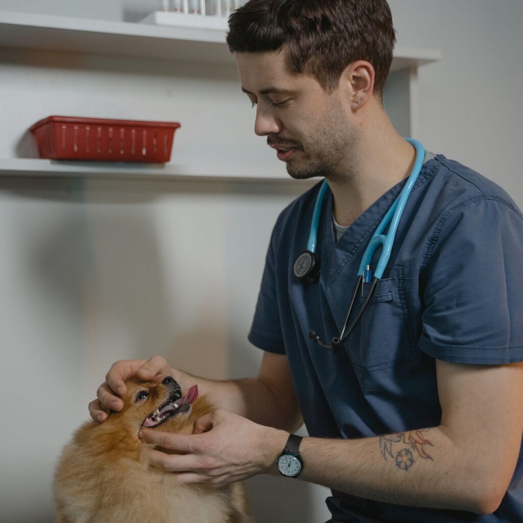 Veterinarian checking a Pomeranian’s teeth and gums