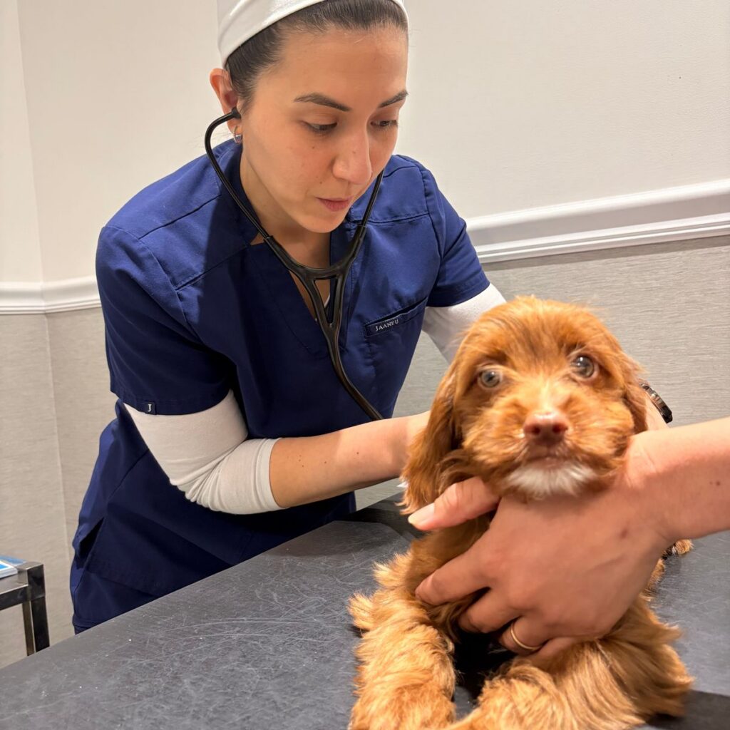 Veterinarian giving a young brown dog a preventive check-up