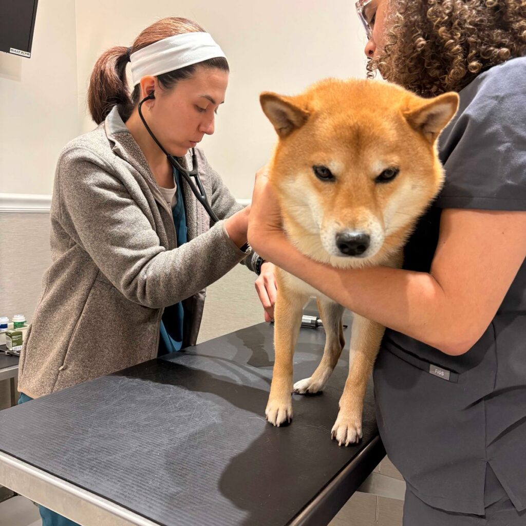 Veterinarian listening to a Shiba Inu with a stethoscope during an exam