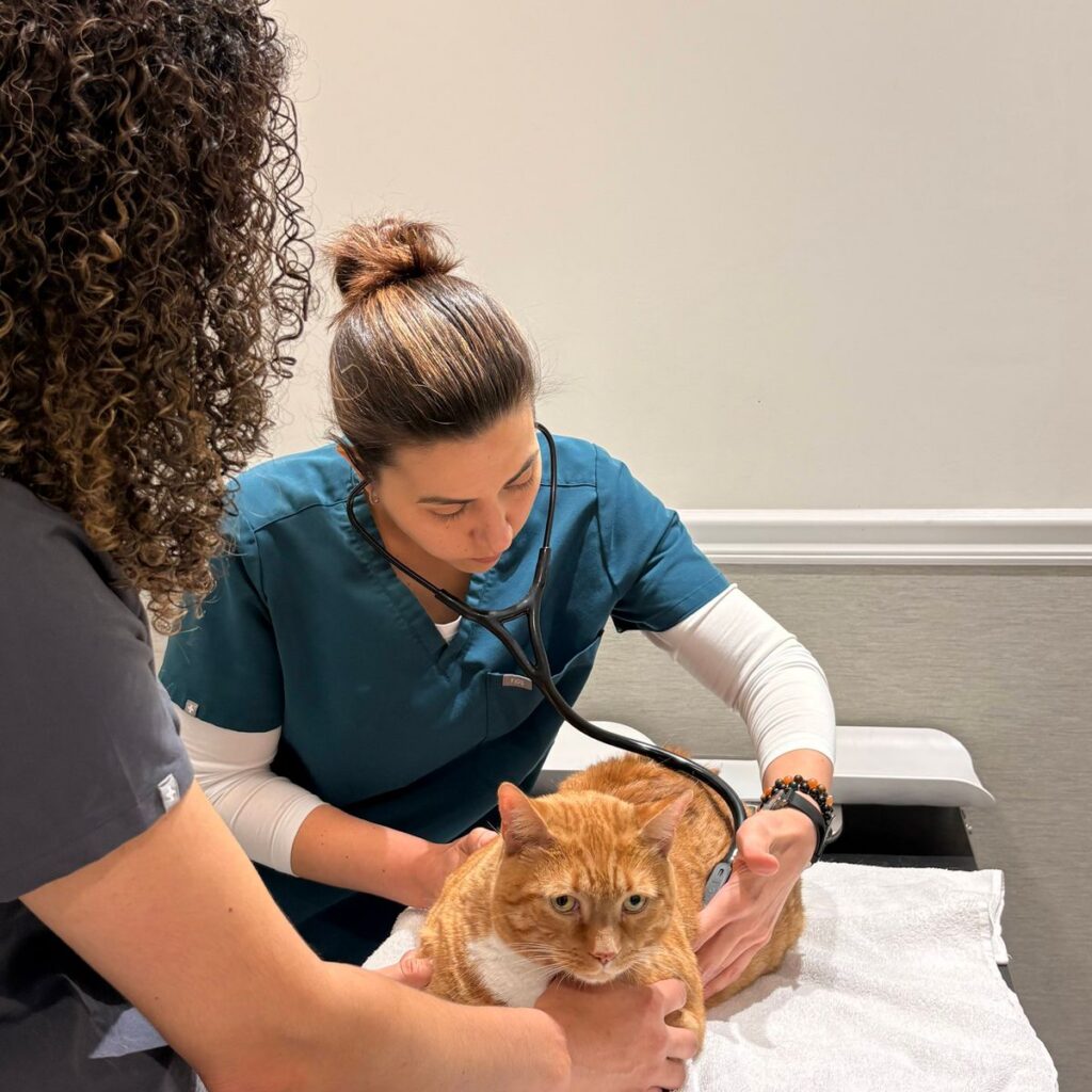 Veterinarian examining an orange cat with a stethoscope