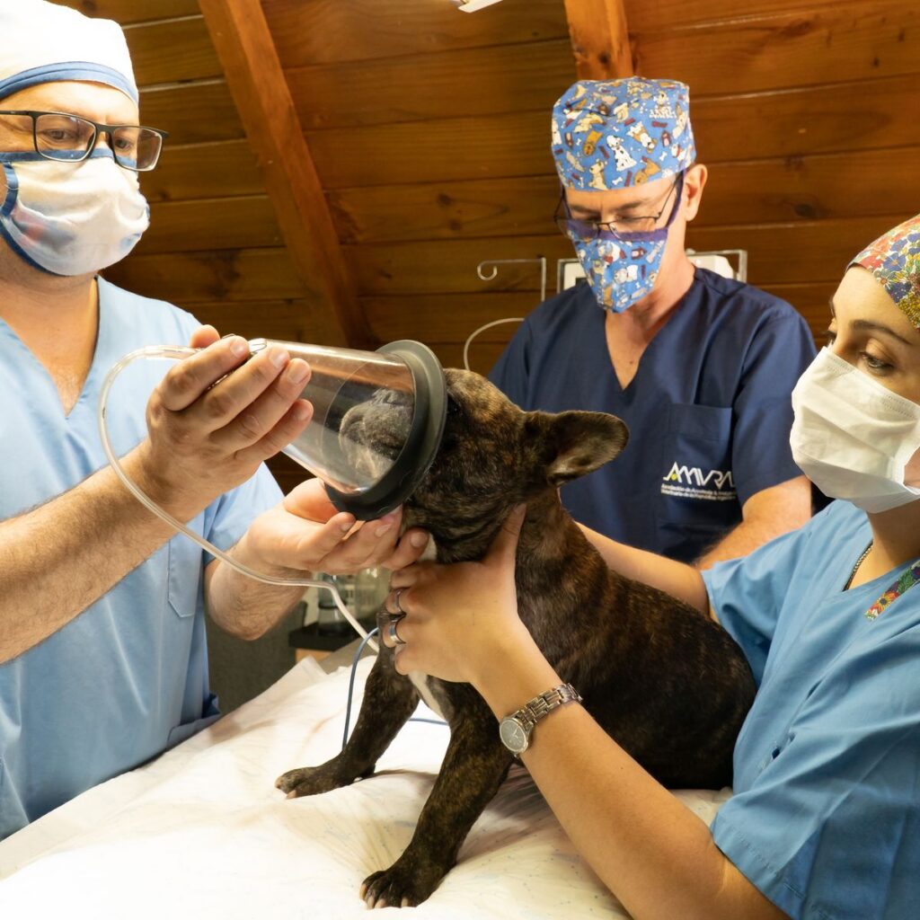 Veterinary team preparing a French Bulldog for surgery