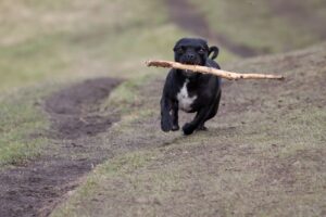 A black dog running joyfully with a stick on a grassy path outdoors.